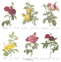 Roses (Set of Six) Fine Art Print
