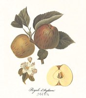 Apple/Royale d'Angleterre Fine Art Print