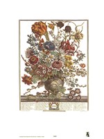 March/Twelve Months of Flowers, 1730 Framed Print