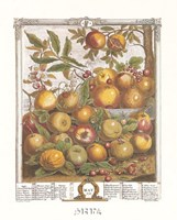 May/Twelve Months of Fruits, 1732 by Robert Furber, 1732 - 9" x 12"