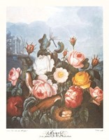 A Group of Roses by Robert John Thornton - 11" x 15"