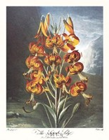 The Superb Lily Fine Art Print