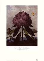 The Pontic Rhododendron Fine Art Print