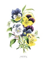 Flowers (Untitled) - Bouquet of Pansies by Louise Anne Twarmley - 7" x 11"
