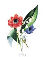 Flowers (Untitled) Anemone Framed Print