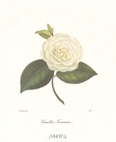 Camellia Fenestrata by Carol Ican - 11" x 14"