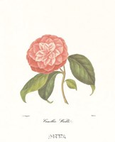 Camellia Wadu by Carol Ican - 11" x 14"