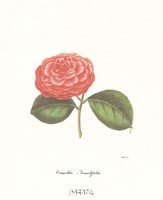 Camellia Serralifelia Fine Art Print