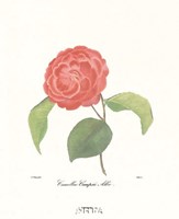 Camellia Campsii Alba Fine Art Print