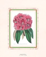 Rhododendron No. 3 by Carol Ican - 11" x 14", FulcrumGallery.com brand