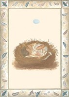 8" x 12" Nest Pictures