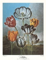A Group of Tulips Fine Art Print