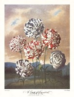 A Group of Carnations Framed Print