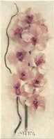 Branch with Orchid Fine Art Print