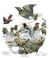 Asian Birds Fine Art Print