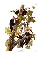 Pileated Woodpecker Fine Art Print