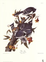 Blue Jay Fine Art Print