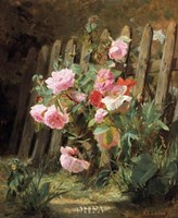 Pink Roses by a Garden Fence Fine Art Print