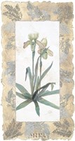 Elegant Orchid Fine Art Print