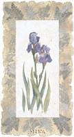 Emperor Iris Fine Art Print