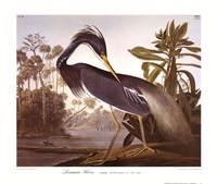 Louisiana Heron Fine Art Print