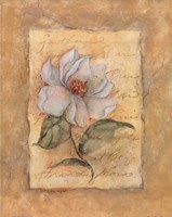 Grandi Flora by Susan Winget - 8" x 10"