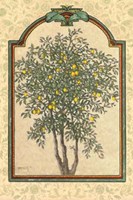 Classical Lemon Fine Art Print