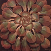 Succulent II Fine Art Print