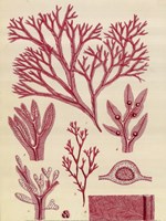 Britich Seaweed Plate CCXLVII by William Henry Harvey - 12" x 16"