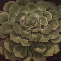 Succulent I Fine Art Print