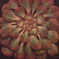 Succulent II Fine Art Print