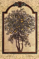 Classical Lemon Fine Art Print