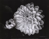 Chrysanthemum Fine Art Print