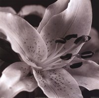 Speckled Lily by Gaetano Art Group - 10" x 10"