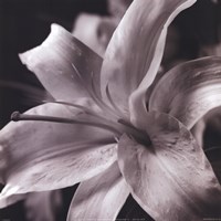 Pure Lily by Gaetano Art Group - 10" x 10"