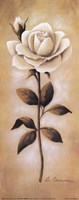 White Roses I Fine Art Print