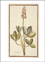 Botanicals Fine Art Print