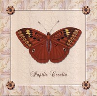 Papilio Cocalia Fine Art Print