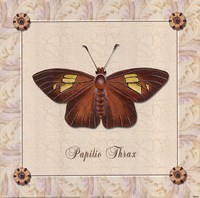 Papilio Thrax Fine Art Print