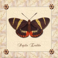 Papilio Evalthe I Fine Art Print