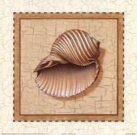 Seashells III Fine Art Print