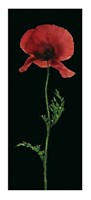 Poppy Fine Art Print