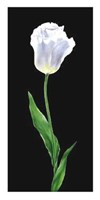 Tulip Fine Art Print