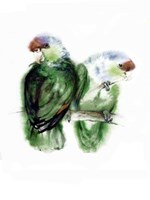 Blaukappen-Amazonen (Amazona Aestiva) Fine Art Print