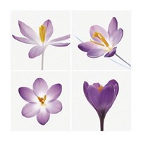 Four Crocuses Fine Art Print