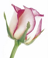 Rose in Bloom Fine Art Print