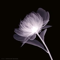 Full Bloom Fine Art Print
