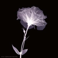 Bud in Bloom Fine Art Print