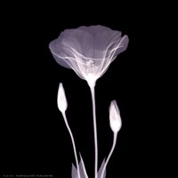 Poppy in Lace Fine Art Print