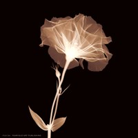 Bud in Bloom (Sepia) Fine Art Print